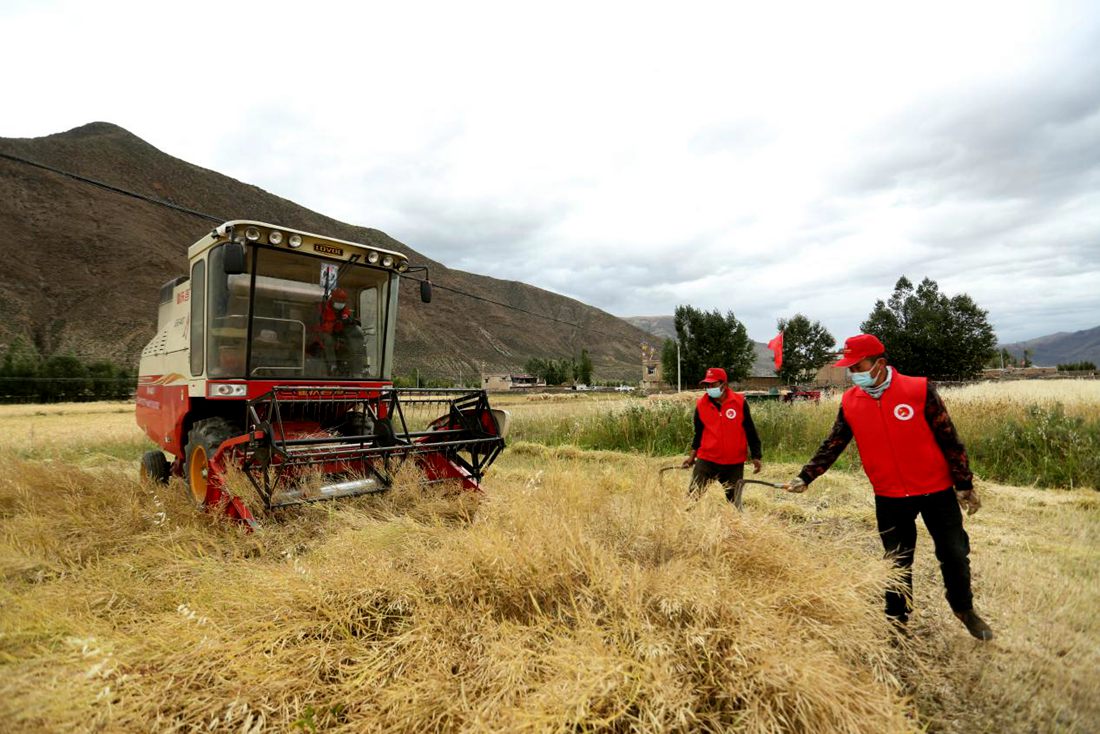 陣陣機械的轟鳴聲傳來豐收的喜悅。洛克攝