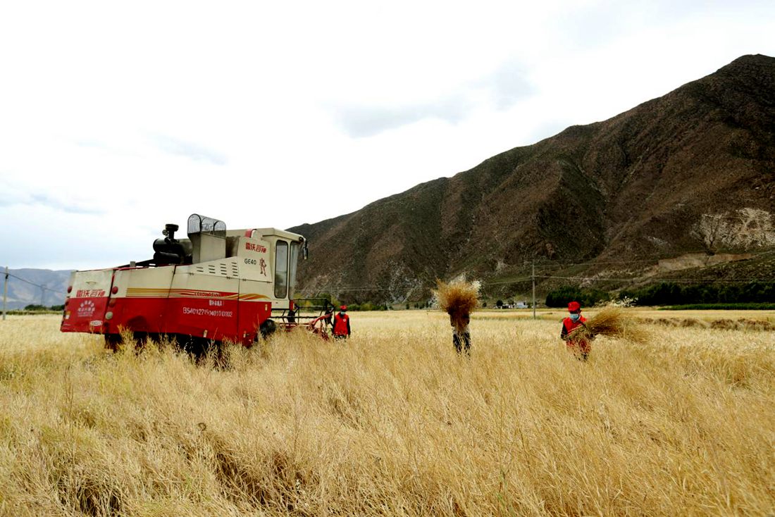 希望的田野。洛克攝