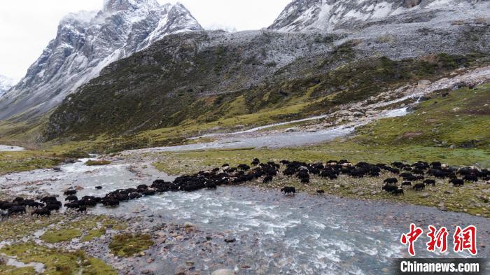 圖為轉(zhuǎn)場中的牦牛?！÷蹇?攝