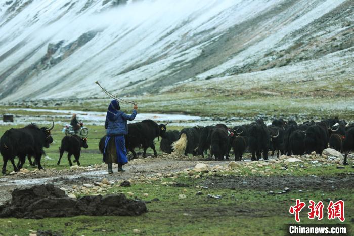 圖為牧民在趕牦牛?！÷蹇?攝