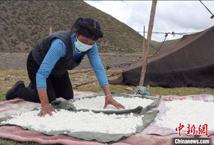 圖為牧民正在制作奶渣。　日喀則文聯(lián)供圖