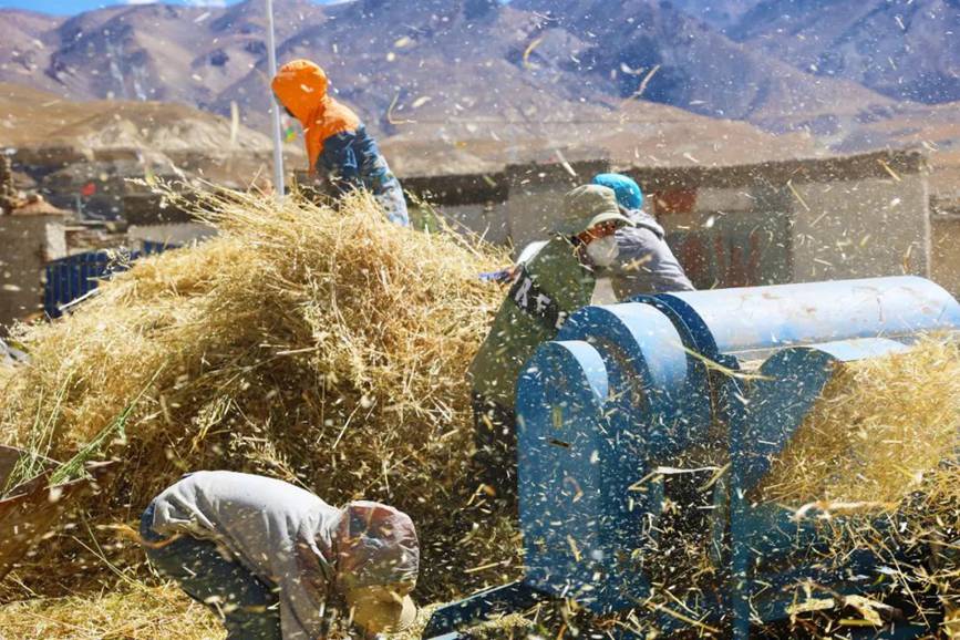 西藏吉?。簬愠两襟w驗秋收打場