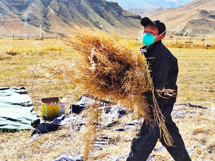 西藏吉?。簬愠两襟w驗秋收打場【2】