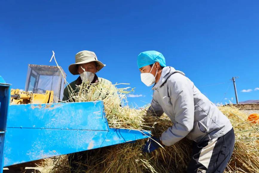 西藏吉?。簬愠两襟w驗秋收打場【4】