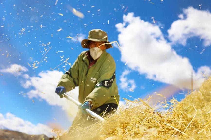 西藏吉?。簬愠两襟w驗秋收打場【5】