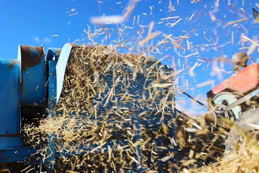 西藏吉?。簬愠两襟w驗秋收打場【7】