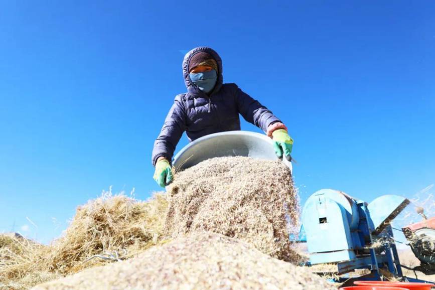 西藏吉?。簬愠两襟w驗秋收打場【8】