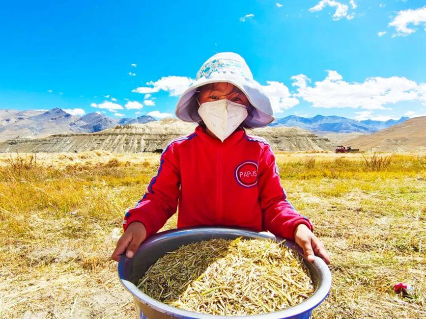 西藏吉?。簬愠两襟w驗秋收打場【9】