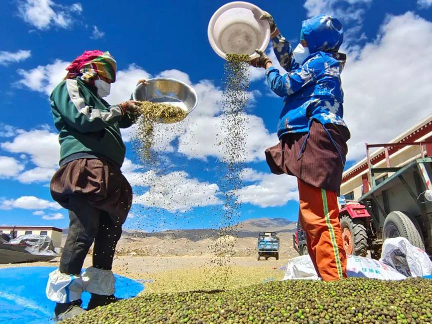 西藏吉?。簬愠两襟w驗秋收打場【10】