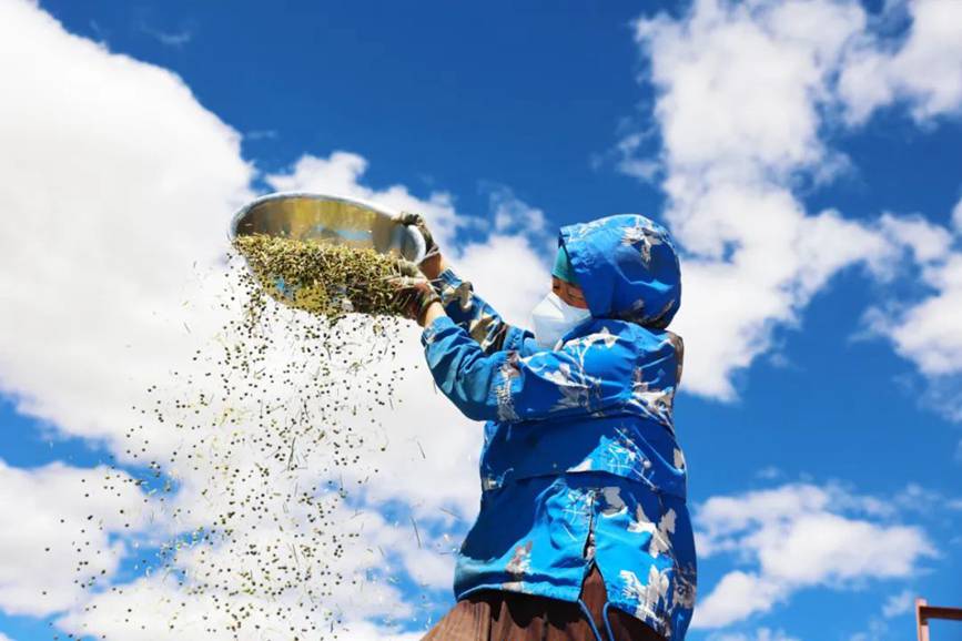 西藏吉?。簬愠两襟w驗秋收打場【12】