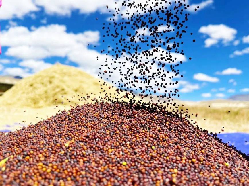 西藏吉?。簬愠两襟w驗秋收打場【13】