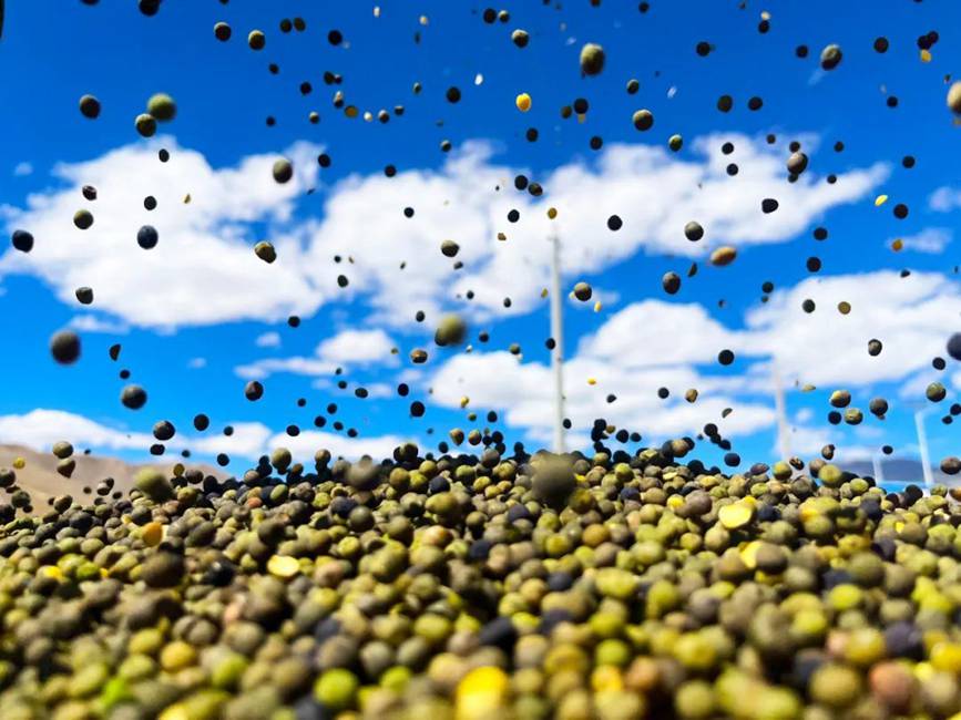 西藏吉?。簬愠两襟w驗秋收打場【14】