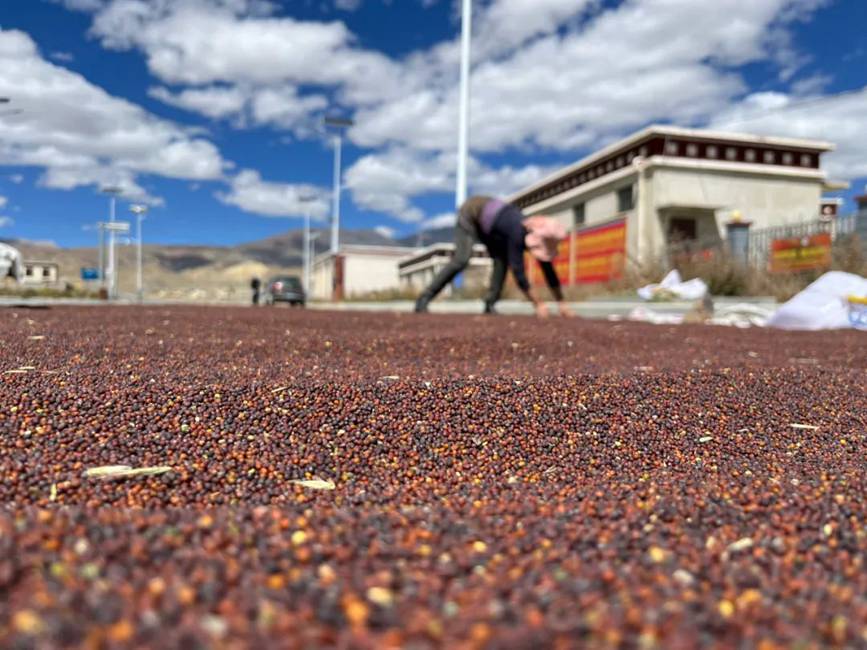 西藏吉?。簬愠两襟w驗秋收打場【15】