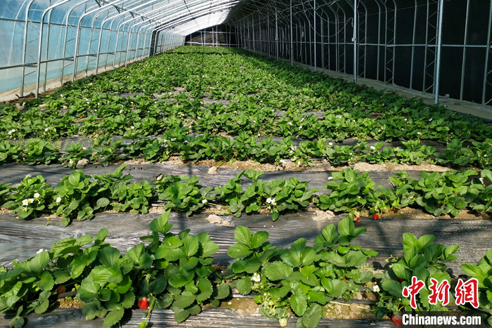 圖為10月21日，康馬縣薩馬達(dá)鄉(xiāng)高原溫室大棚內(nèi)的草莓長勢良好。<a target='_blank' href='/'><p  align=