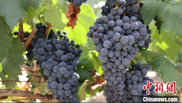 圖為桑日縣種植的葡萄?！∩侥仙Ｈ湛h委宣傳部提供