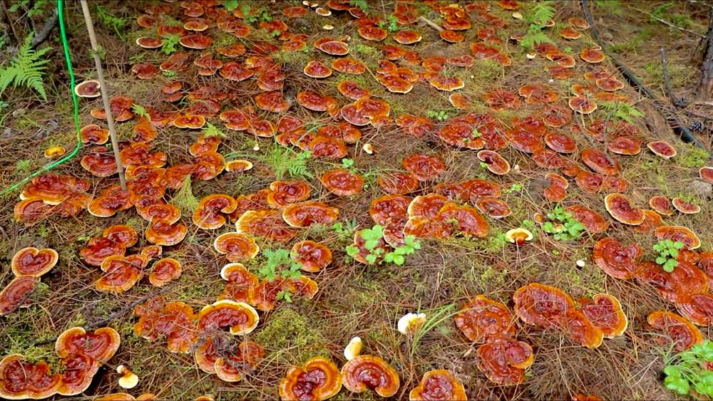 靈芝長勢喜人。