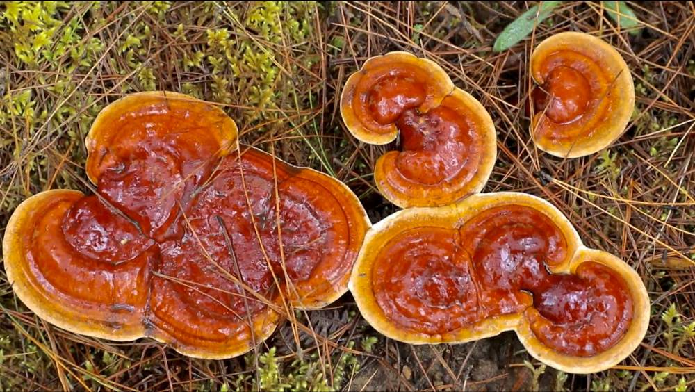 破土而出的靈芝宛如一把把撐開的“小雨傘”。