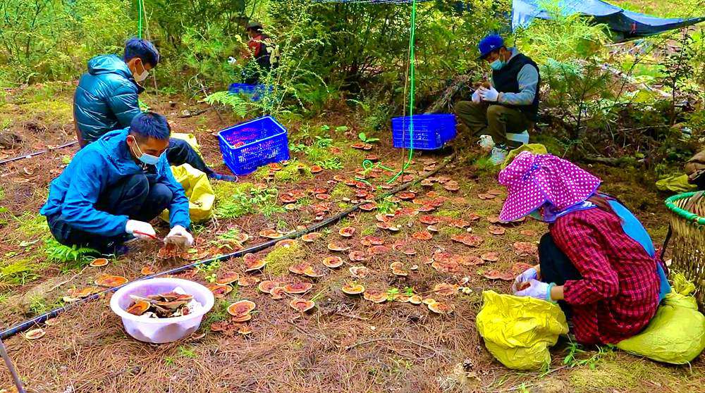 采摘靈芝。