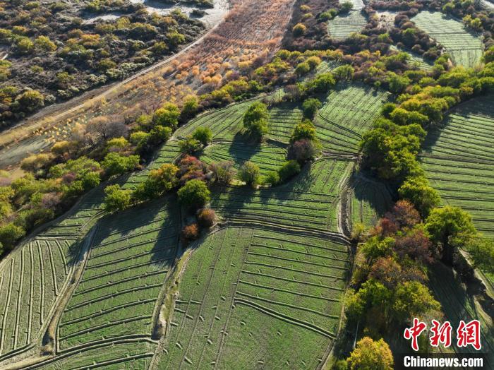 圖為11月8日，雅魯藏布江畔的高原梯田?！《拘?攝