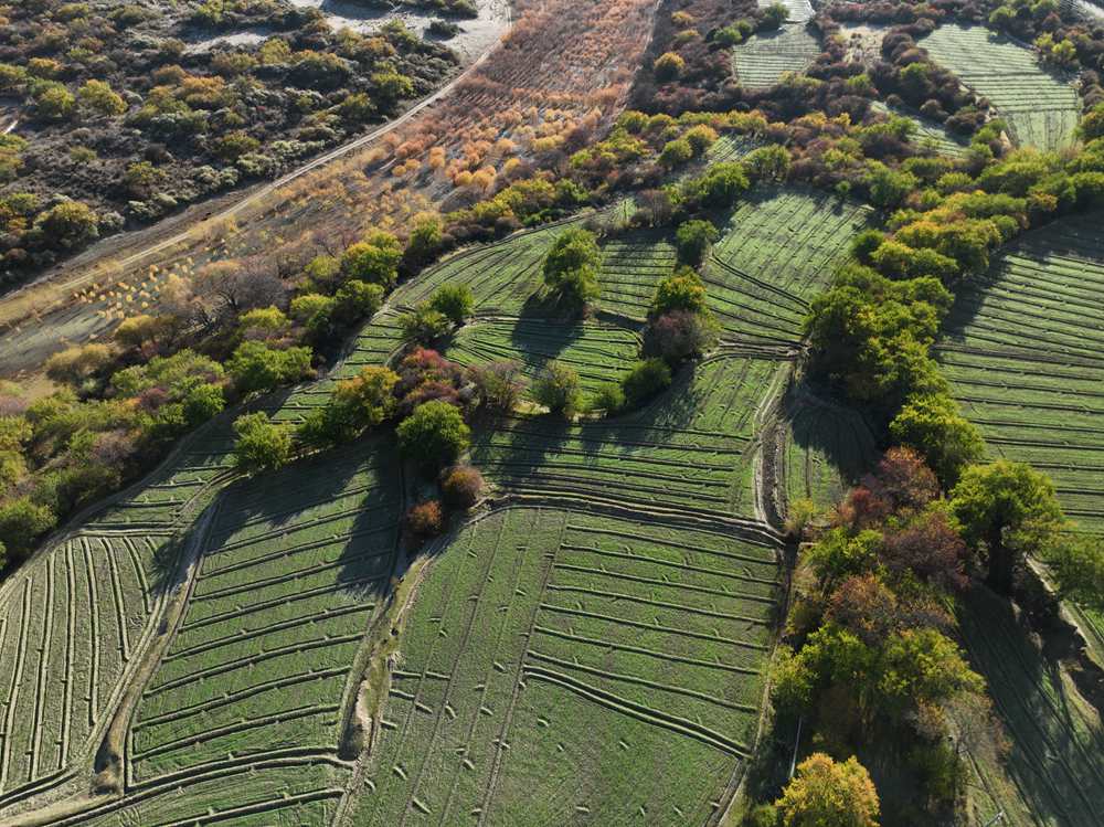 雅魯藏布江畔的高原梯田。