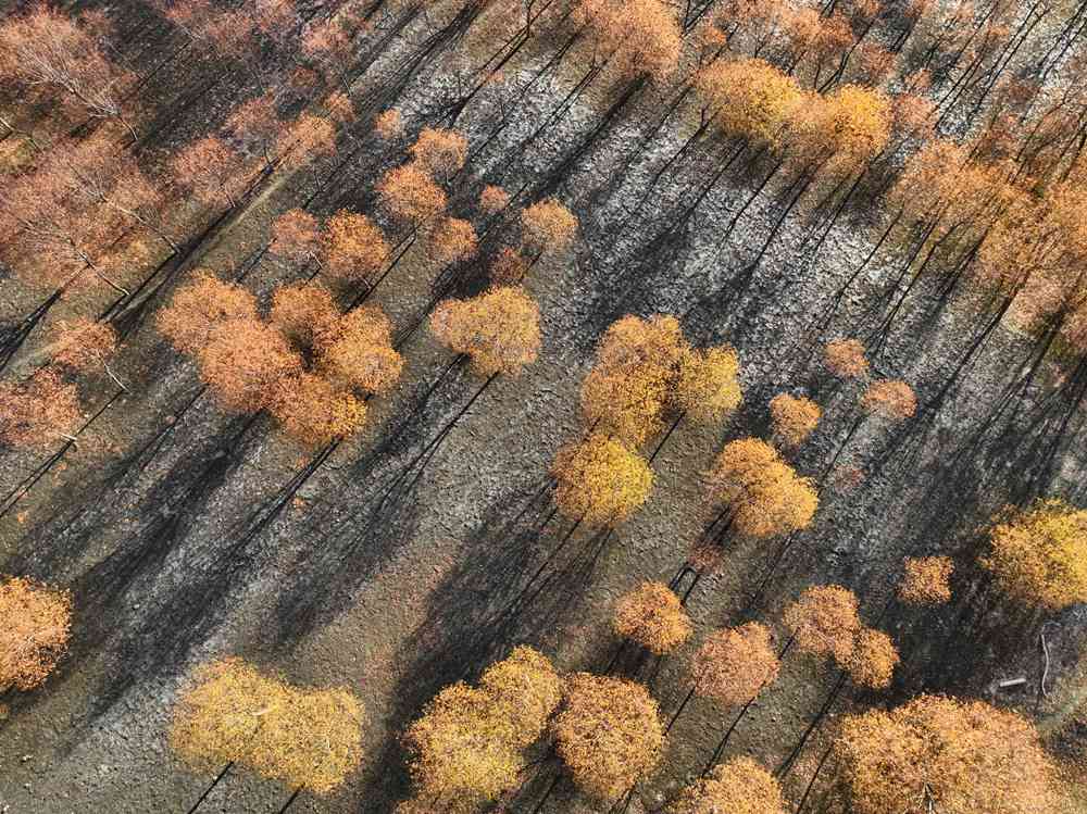 入冬時節(jié)，雅魯藏布江畔的樹林一片金黃。