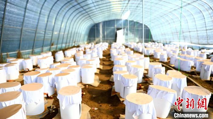 圖為靈芝套袋。　鄧巴 攝