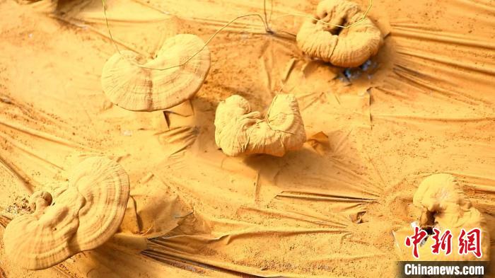 圖為靈芝基地內(nèi)孢子粉布滿塑料膜?！〉录?攝