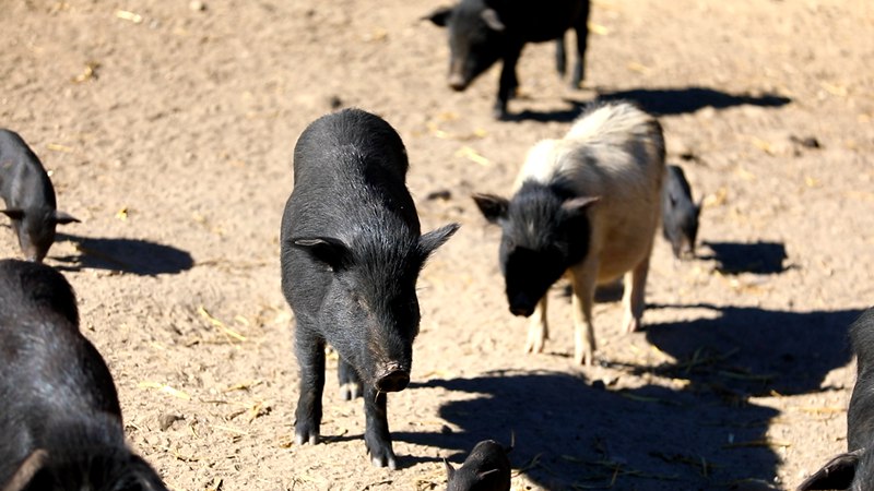 藏香豬在覓食。