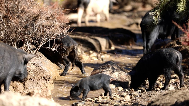 藏香豬在喝水。