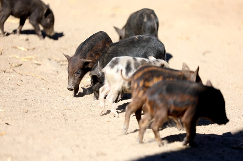 藏香豬在覓食。