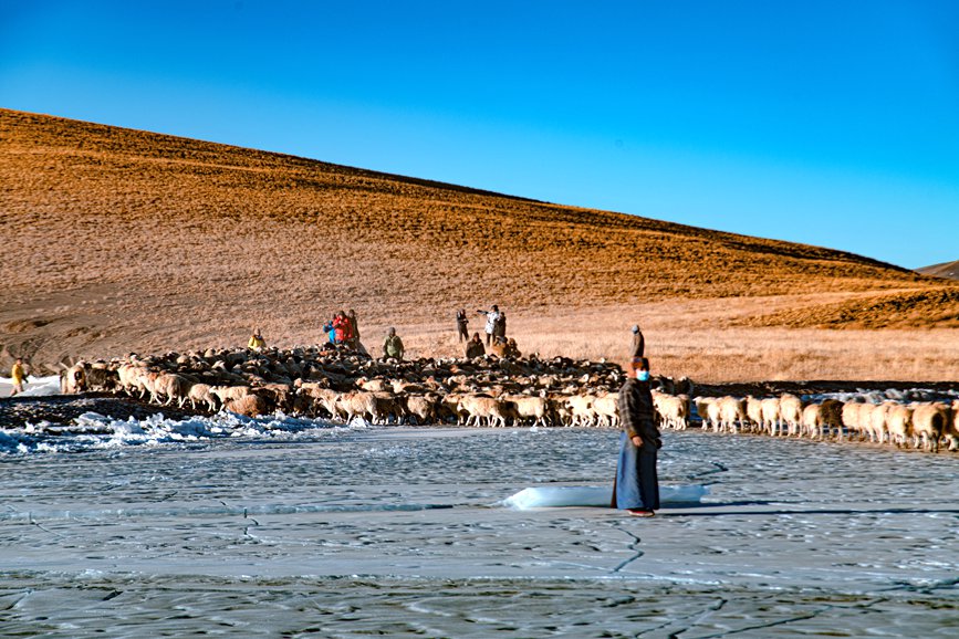 牧民趕著羊群，準備通過冰面。 覃穎華攝