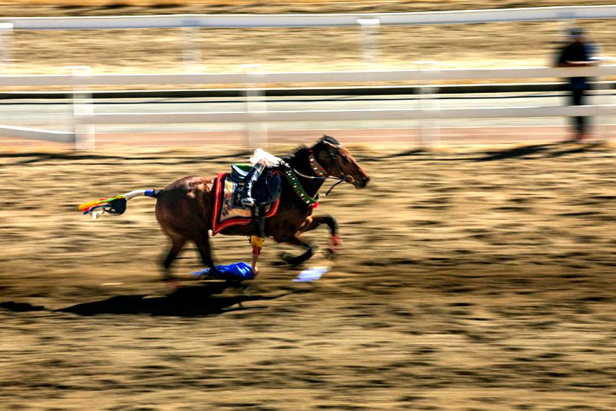 藏歷新年，精彩的馬術(shù)表演。張靜攝