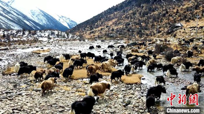 圖為角木那村生態(tài)散養(yǎng)的牦牛正在覓食。　洪若虹 攝