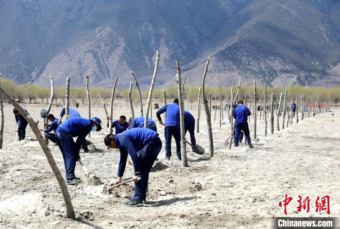 林芝市巴宜區(qū)森林消防中隊志愿服務(wù)隊熱火朝天的植樹現(xiàn)場?！∥骼@拉翁 攝
