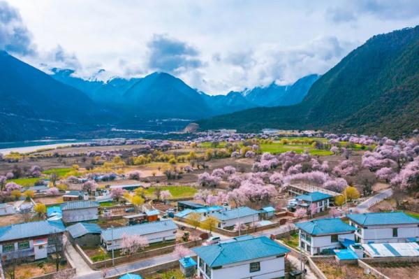 人間桃花源！林芝桃花有多絕？