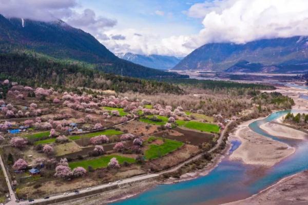 人間桃花源！林芝桃花有多絕？