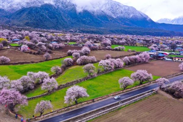 人間桃花源！林芝桃花有多絕？