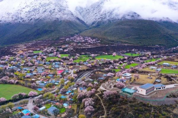 人間桃花源！林芝桃花有多絕？