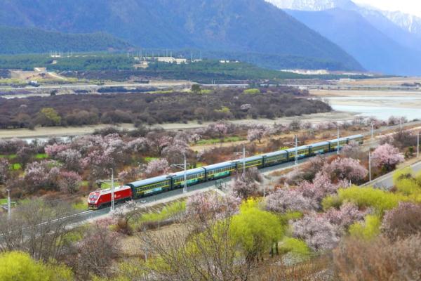 人間桃花源！林芝桃花有多絕？