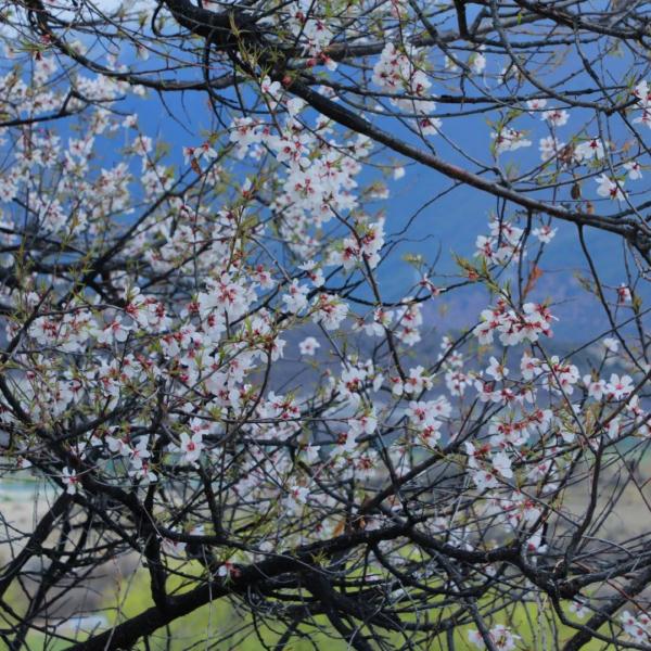 人間桃花源！林芝桃花有多絕？
