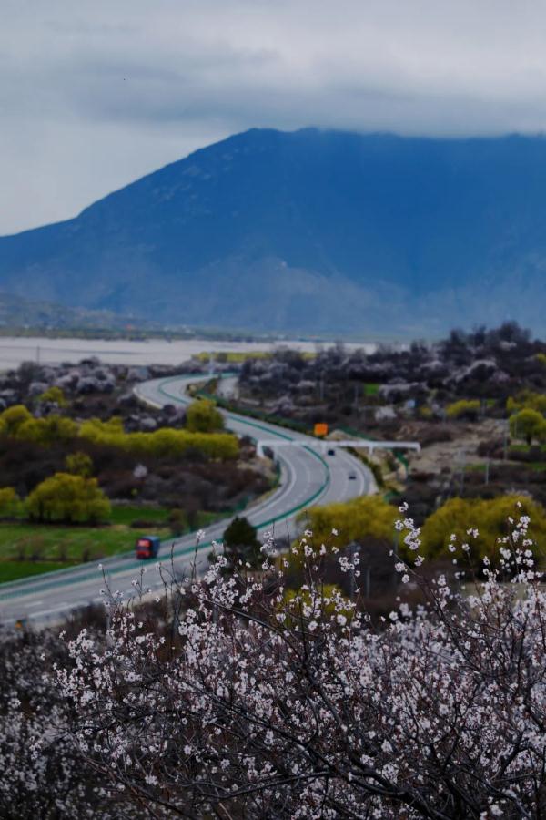 人間桃花源！林芝桃花有多絕？