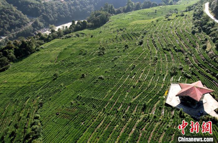圖為西藏林芝市墨脫縣果果塘大拐彎附近的茶田。(無人機照片) 李林 攝
