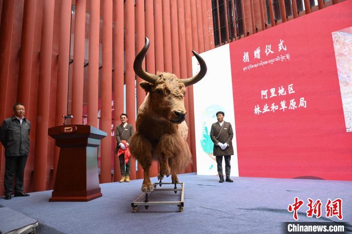 圖為阿里地區(qū)林草局捐贈(zèng)的金絲野牦牛標(biāo)本?！≮w朗 攝