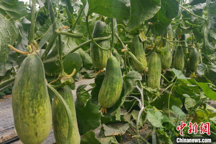 西藏海拔4400多米康馬縣甜瓜、西瓜豐收