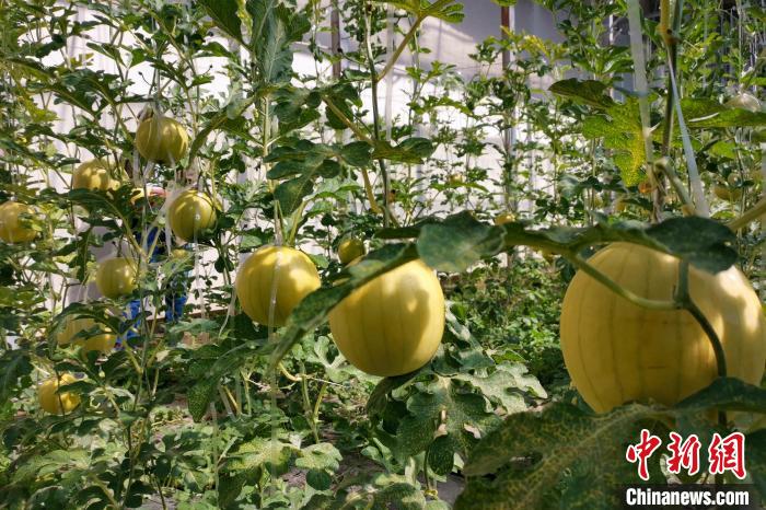 圖為康馬縣大棚內(nèi)的金太陽西瓜?！⒔ㄜ?攝