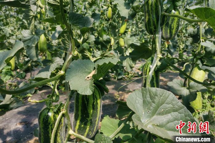 圖為西藏康馬縣大棚內(nèi)的博洋九號甜瓜?！⒔ㄜ?攝