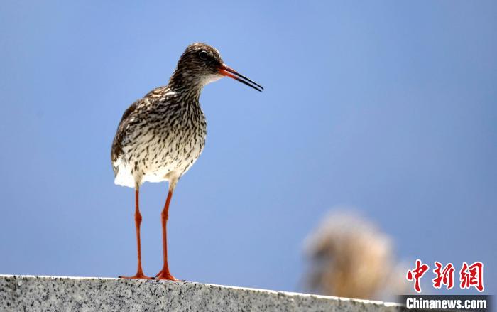 圖為6月22日，棲息在拉魯濕地的紅腳鷸?！±盍?攝