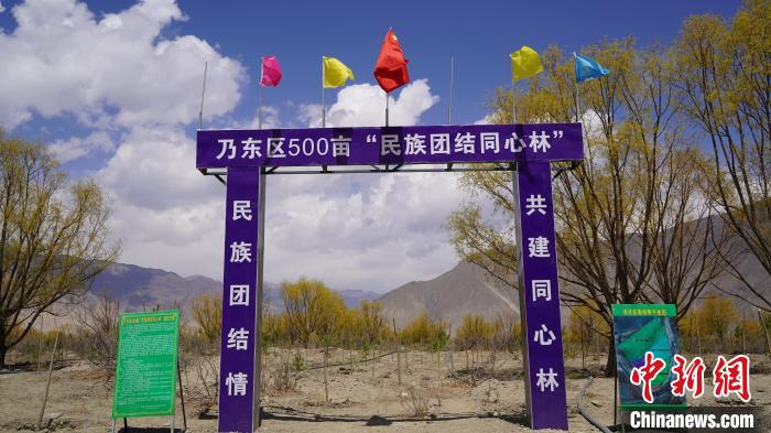 圖為“民族團結(jié)同心林”項目。　乃東融媒供圖