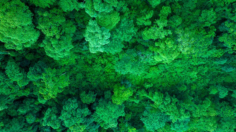 森林覆蓋率達到50%以上，滿目皆綠。益西曲批攝