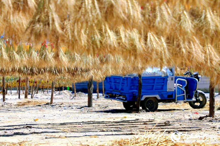 金燦燦的秋天，都是收獲。  人民網(wǎng) 李海霞攝